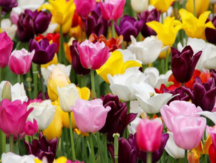 Meer dan 500.000 tulpen op het Tulpfestival