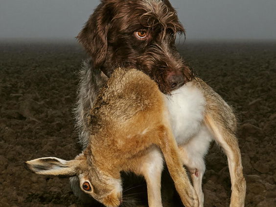Onze dubbelhartige relatie met dieren: 'Op jacht'