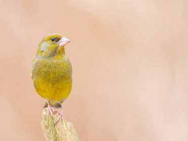 Cursus Vogelzang: Groenling