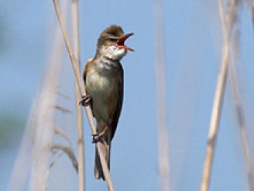 De trek van de grote karekiet