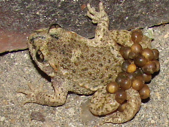 Fenolijn | 30 augustus 2020