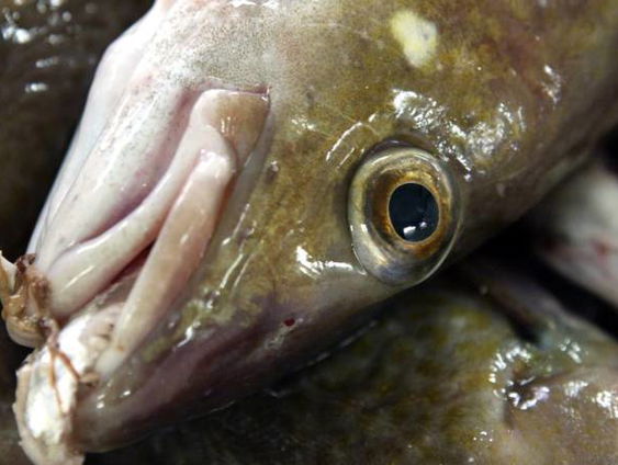 Geluidsoverlast schaadt kabeljauw