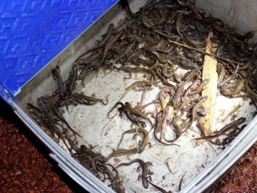 Recordaantal trekkende watersalamanders