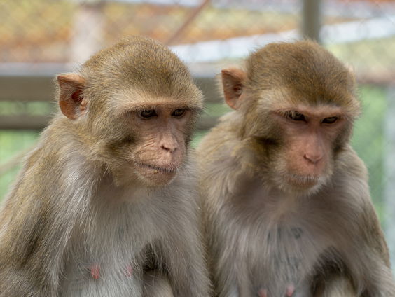 Tekort aan proefapen: 'Vertraging ontwikkeling coronavaccin dreigt'