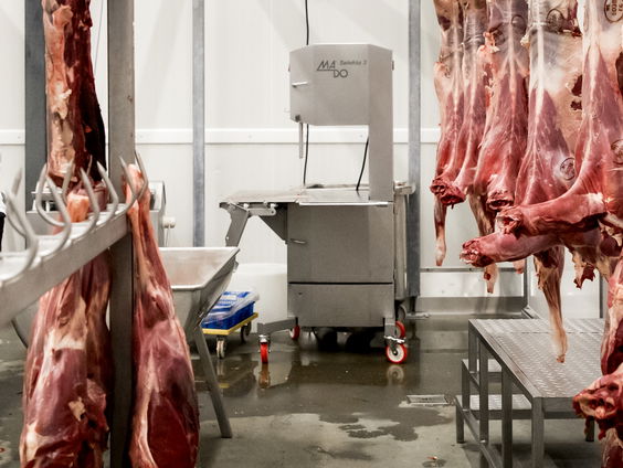 D66 wil fokverbod na coronamaatregelen vleesindustrie: boerenorganisatie LTO Nederland boos