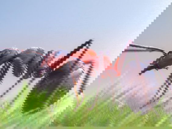 De rode bosmier gaat achteruit