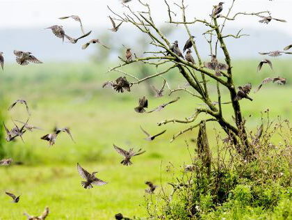 Natuurrubriek met Auke Florian Hiemstra