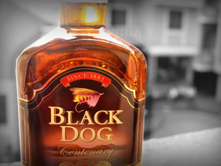 Wat zijn nou de nieuwste trends voor je huisdier tijdens kerst? Leidy Zeilstra vertelt er alles over!