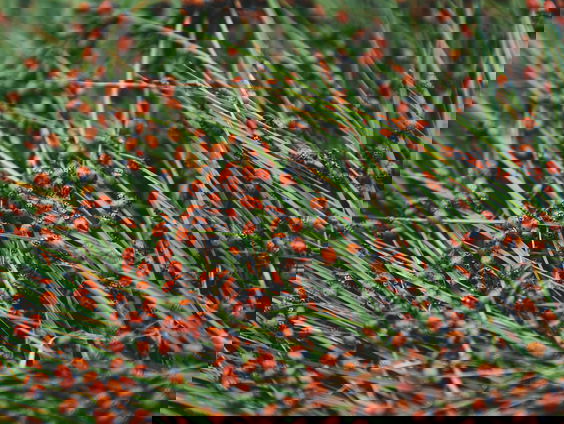 Waar komen al die lieveheersbeestjes vandaan?