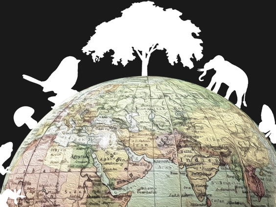 Biodiversiteit, waarom is dat eigenlijk zo belangrijk?