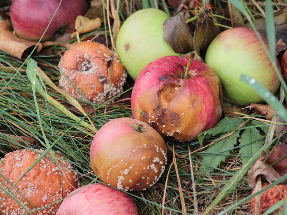 Een rotte appel of een muffe mand?