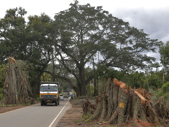 Steenkool of oerbos? In India wordt de keuze gemaakt