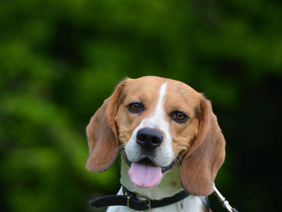 De Avondklokker: Hondeneigenaar Jaap