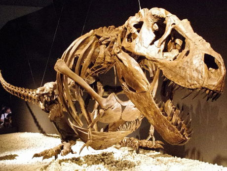 Hoe graaf je nou een dinosauriër op? Panteoloog Anne Schulp vertelt 't!