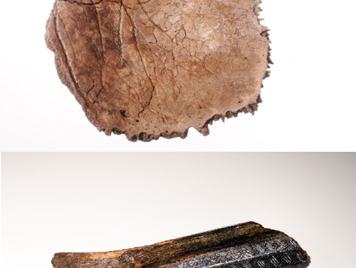 Voor echte prehistorische schatten moet je in de Noordzee zijn