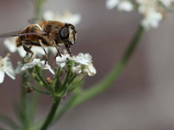 Maakt een bloem elke dag weer nectar?