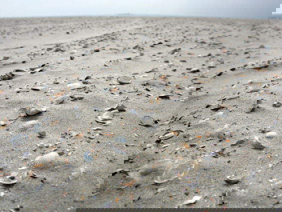 Nieuw boek over fossiele schelpen van de Nederlandse kust