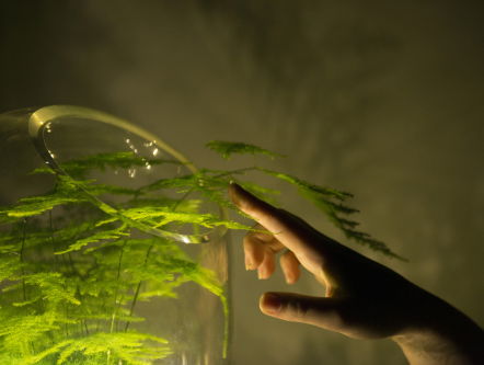 Living Light: planten aaien voor licht?