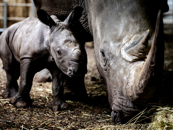 Wat kunnen we leren van wilde dieren, en leven in de wildernis?