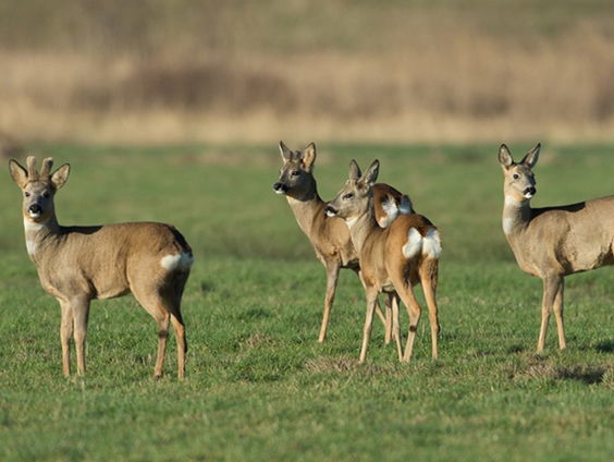 Reeën in het Buurserzand