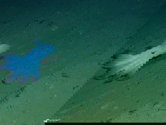 Mijnbouw naar mangaanknollen in de diepzee