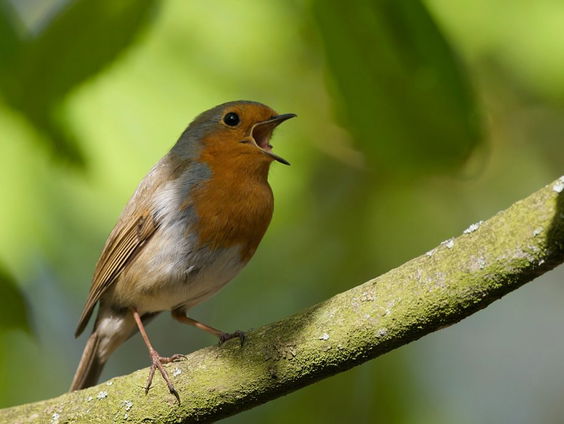 De natuur reageert op de lockdown!