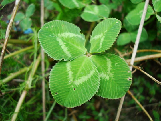 Geluksklavers, natuur in een vinexbuurt