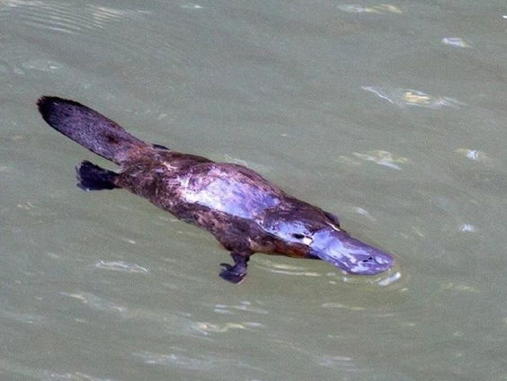 Geen zoogdier zo bijzonder als het vogelbekdier
