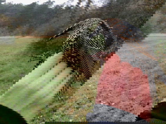 De spreeuwen van Perdeck