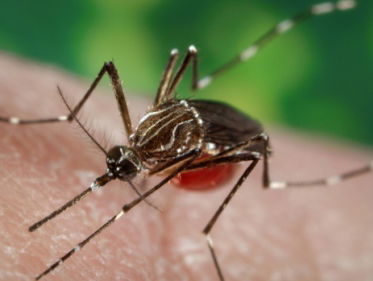 Een gloednieuw centrum voor kankerpatienten op Aruba en Dr Izzy Gerstenbluth over de stijging denguegevallen op Bonaire