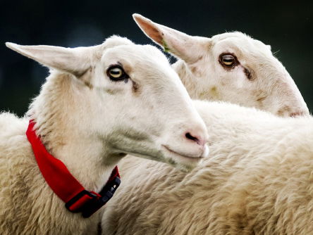 Opnieuw schapen gedood door wolven
