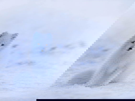 Terug in het Wild deel 2