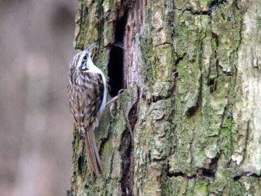 Kortsnavelboomkruiper rukt op