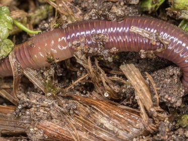 Darwins wormenboek eindelijk vertaald