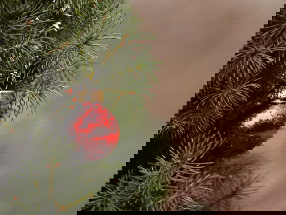 'Over de impact van kerstbomen hoor je bar weinig'