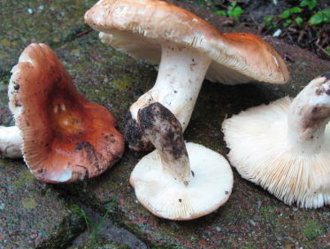 Nieuwe russula's ontdekt