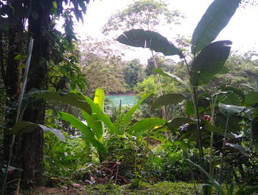 Terugkerend regenwoud in secundair bos