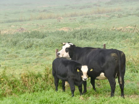 Oplossingen voor het landschap
