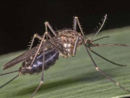 "Dood muggen, maak een eind aan malaria"