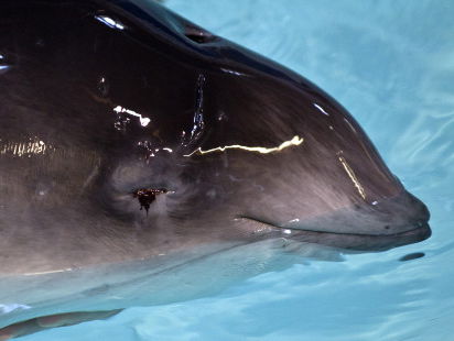 Er zijn eindelijk meer bruinvissen!