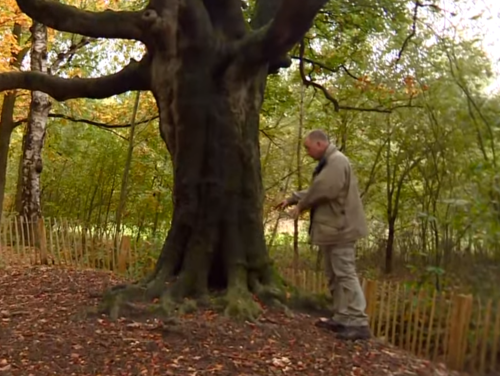 Brabantse boom in de race voor Europese Boom van het Jaar