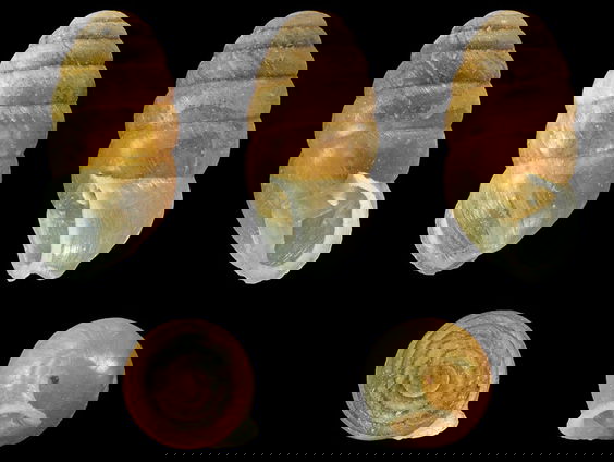 Zeldzame soorten gezocht om bouwprojecten te stoppen