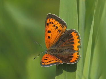 Vlinders tellen, waarom doen we dat eigenlijk?