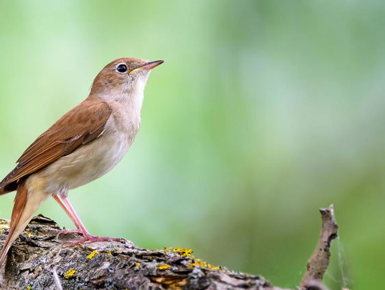 De vogelgeluiden van Arjan Dwarshuis