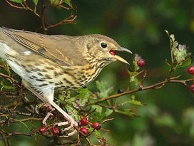 Hebben de vogels het zwaar met deze vorst?