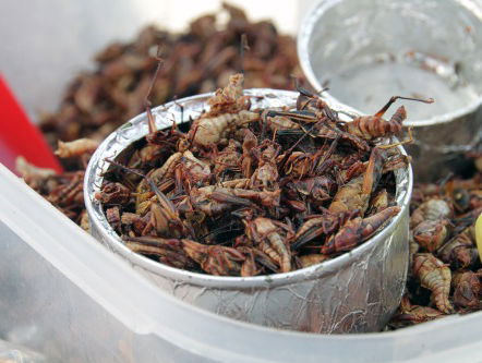 Honger? Neem maar een sprinkhaan
