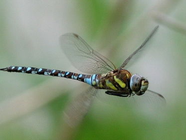 Fenolijn 23 september 2018