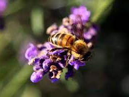 Biodiversiteits-top naar cruciale fase