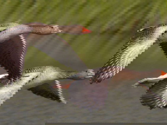 Trekvogels kunnen tegenwoordig beter thuisblijven