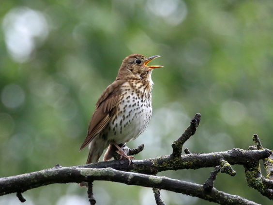 Fenolijn 8 januari 2023